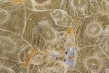 Polished Fossil Coral (Actinocyathus) - Morocco #100570-1